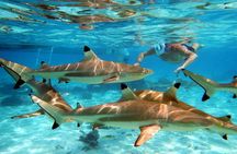 Extra Tahaa Island Boat and Full Day Tour