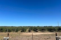 Barossa Valley Gin and Wine Tour