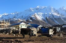 Langtang Valley Trek – 8 Days Adventure from Kathmandu