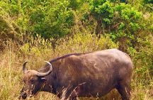 Nairobi National Park Half-Day Tour