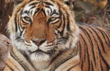 Ranthambore Tiger Safari Day Trip from Jaipur