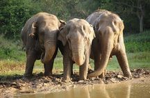 From Delhi: Sunrise Taj Mahal tour with Elephant Conservation
