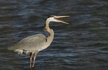 Assateague Horses, Herons and Happy Hour Cruise