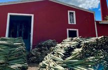 Yucatan Discovery: Motul, Hacienda, Xcambo, Xtampu & Progreso