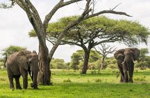 Tarangire National Park and Maasai Village Safari Tour
