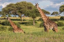 Tarangire National Park and Maasai Village Safari Tour