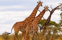 Tarangire National Park and Maasai Village Safari Tour
