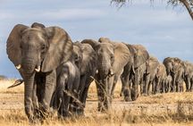 Tarangire National Park and Maasai Village Safari Tour