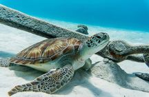 Turtle Swim at TurtleBay visit Flamingos & KnipBeach Safari Truck