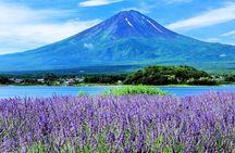 Mt.Fuji Arakurayama Sengen Park,Oshino Hakkai,Kawaguchi Lake Tour