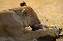 Chobe Private Day Trip A Luxury Safari Experience