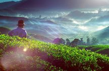 Private Nature Trip to Cameron Highlands from Kuala Lumpur