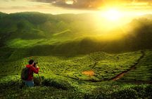 Private Nature Trip to Cameron Highlands from Kuala Lumpur