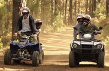 Forest Quad Trip in South Tenerife