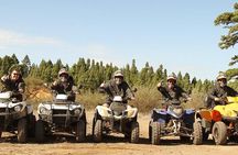 Forest Quad Trip in South Tenerife