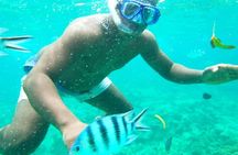 Dolphins +Jozani forest +Kuza cave +Paje beach + Rock restaurant