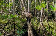 River and Mangrove Tour in Sierpe