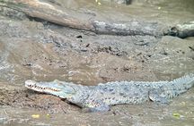 Tamarindo Mangrove Tour