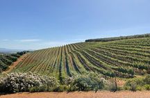 Full Day Tour to Wine Estates Stellenbosch, Franschhoek and Paarl