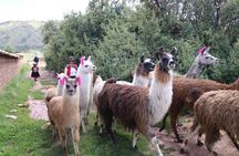  Multi day Tour Sacred Valley and Inca Trail to Machu Picchu