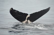 Private Tour 3 Hours of Whale Watching 