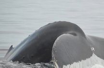 Private Tour 3 Hours of Whale Watching 