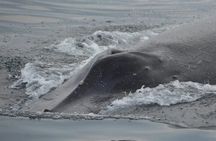 Private Tour 3 Hours of Whale Watching 