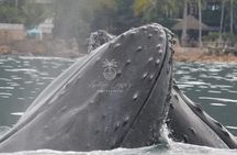Private whale watching in Puerto Vallarta for 3 Hours