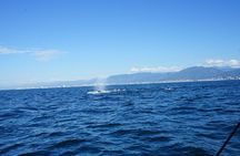 Private whale watching in Puerto Vallarta for 3 Hours