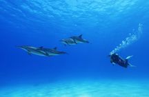 Two Tank Morning Reef Dive and Snorkel