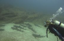 Fun dives Catalina Islands for Certified Divers