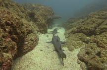 Fun dives Catalina Islands for Certified Divers