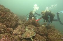Fun dives Catalina Islands for Certified Divers