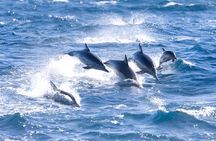 Dolphin House Boat Trip with Snorkeling & Lunch in Marsa Alam