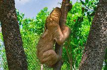 Roatan Jungle Top Wildlife Guided Eco-Park Tour