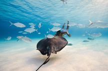  Cayman Island Private Boat Tours