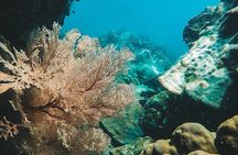 Bubblemaker Dive for 8 and 9 year olds in Koh Kood or Koh Rang 