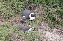 Full Private Tour of Cape Peninsula and Boulders Beach Penguins