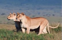 Ngorongoro Day Trip Joining group tour from Arusha