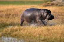 Ngorongoro Day Trip Joining group tour from Arusha