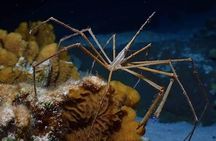 Roatan Night Snorkel Adventure