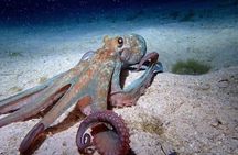 Roatan Night Snorkel Adventure