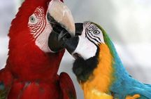 Roatán Island Tour: Sloth & Monkey Park, Rum, and Chocolate 