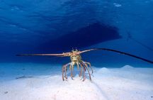 1 Stop Snorkel Adventure with Beach Break