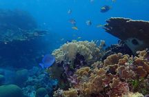 1 Stop Snorkel Adventure with Beach Break