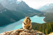 5 Day Canadian Rockies, Banff, Lake Louise, Moraine Lake, Jasper