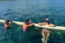 Dolphin Watching Tour, Swimming with Dolphins and Snorkeling 