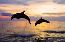 Dolphin Watching Tour, Swimming with Dolphins and Snorkeling 