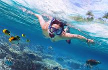 Dolphin Watching Tour, Swimming with Dolphins and Snorkeling 