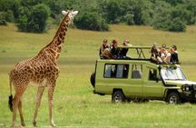 Half Day Safari Tala Game Reserve & Natal Park from Durban